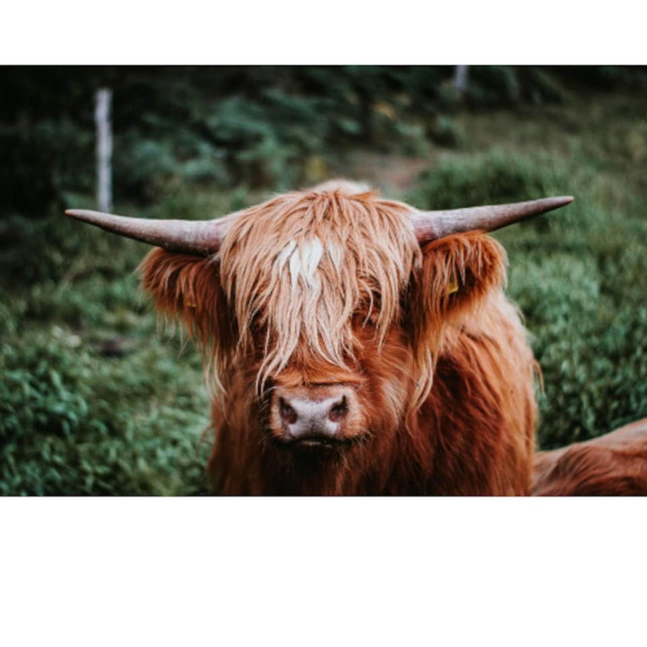'maisie' In Allandale * Auchterarder